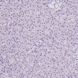 Invitrogen ASGR2 Polyclonal Antibody 100 &mu;L; Unconjugated:Antibodies,