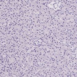 Invitrogen ASGR2 Polyclonal Antibody 100 &mu;L; Unconjugated:Antibodies,