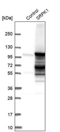 Invitrogen SRPK1 Polyclonal Antibody 100 &mu;L | Buy Online | Invitrogen&trade; | Fisher Scientific