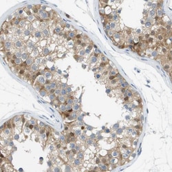 Invitrogen Cullin 9 Polyclonal Antibody 100 &mu;L; Unconjugated:Antibodies,