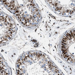 Invitrogen CABP7 Polyclonal Antibody 100 &mu;L; Unconjugated:Antibodies,