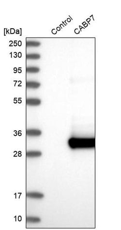Invitrogen CABP7 Polyclonal Antibody 100 &mu;L; Unconjugated:Antibodies,