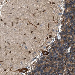 Invitrogen KDELR2 Polyclonal Antibody 100 &mu;L; Unconjugated:Antibodies,