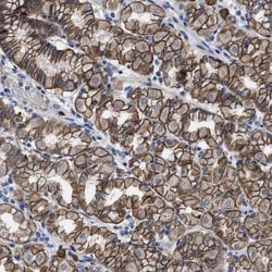 Invitrogen MICS1 Polyclonal Antibody 100 &mu;L; Unconjugated:Antibodies,