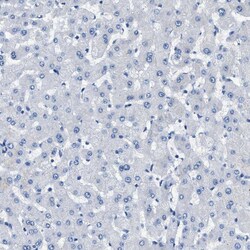 Invitrogen TAUT Polyclonal Antibody 100 &mu;L; Unconjugated:Antibodies,