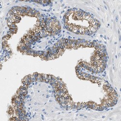 Invitrogen TAUT Polyclonal Antibody 100 &mu;L; Unconjugated:Antibodies,