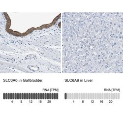 Invitrogen TAUT Polyclonal Antibody 100 &mu;L; Unconjugated:Antibodies,