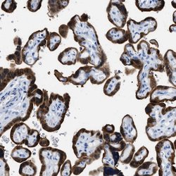 Invitrogen Bisphosphoglycerate mutase Polyclonal Antibody 100 &mu;L; Unconjugated:Antibodies,