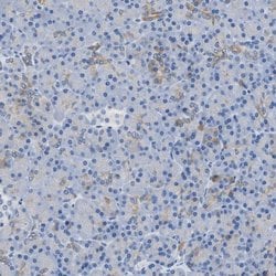 Invitrogen Bisphosphoglycerate mutase Polyclonal Antibody 100 &mu;L; Unconjugated:Antibodies,