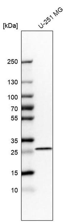 Invitrogen Bisphosphoglycerate mutase Polyclonal Antibody 100 &mu;L; Unconjugated:Antibodies,