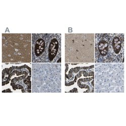 Invitrogen WNK2 Polyclonal Antibody 100 &mu;L; Unconjugated:Antibodies,