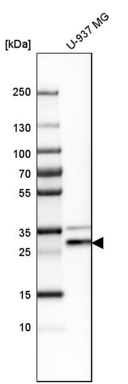 CNPY3 Polyclonal Antibody:Antibodies, Polyclonal