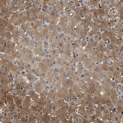 Invitrogen SLC35E1 Polyclonal Antibody 100 &mu;L; Unconjugated:Antibodies,