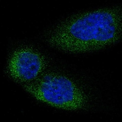Invitrogen LMBR1 Polyclonal Antibody 100 &mu;L; Unconjugated:Antibodies,