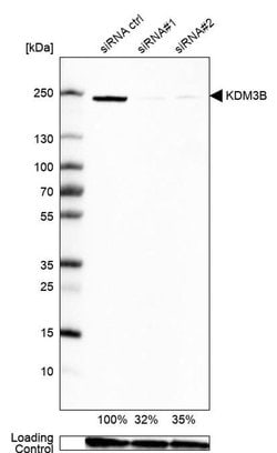 Invitrogen JMJD1B Polyclonal Antibody 100 &mu;L; Unconjugated:Antibodies,