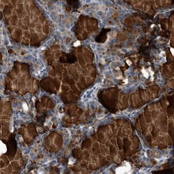 Invitrogen Contactin 6 Polyclonal Antibody 100 &mu;L; Unconjugated:Antibodies,