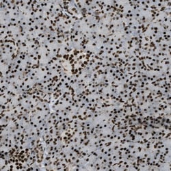 Invitrogen ZFR Polyclonal Antibody 100 &mu;L | Buy Online | Invitrogen&trade; | Fisher Scientific