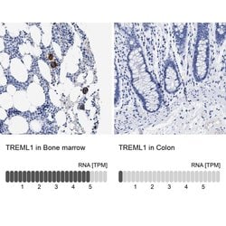 Invitrogen TREML1 Polyclonal Antibody 100 &mu;L; Unconjugated:Antibodies,