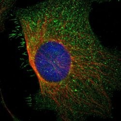 Invitrogen Kir4.2 (KCNJ15) Polyclonal Antibody 100 &mu;L | Buy Online | Invitrogen&trade; | Fisher Scientific