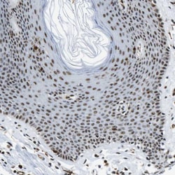 Invitrogen p400 Polyclonal Antibody 100 &mu;L; Unconjugated:Antibodies,