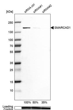 Invitrogen SMARCAD1 Polyclonal Antibody 100 &mu;L; Unconjugated:Antibodies,