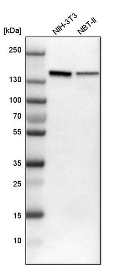 Invitrogen SMARCAD1 Polyclonal Antibody 100 &mu;L; Unconjugated:Antibodies,