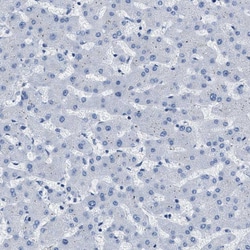 Invitrogen MAPRE2 Polyclonal Antibody 100 &mu;L; Unconjugated:Antibodies,