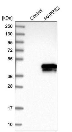 Invitrogen MAPRE2 Polyclonal Antibody 100 &mu;L; Unconjugated:Antibodies,
