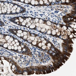 Invitrogen PTPDC1 Polyclonal Antibody 100 &mu;L; Unconjugated:Antibodies,