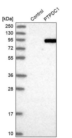 Invitrogen PTPDC1 Polyclonal Antibody 100 &mu;L; Unconjugated:Antibodies,