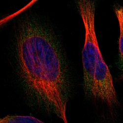 Invitrogen SAMD4B Polyclonal Antibody 100 &mu;L; Unconjugated:Antibodies,