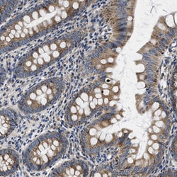 Invitrogen SAMD4B Polyclonal Antibody 100 &mu;L; Unconjugated:Antibodies,