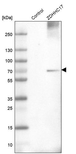 Invitrogen ZDHHC17 Polyclonal Antibody 100 &mu;L; Unconjugated:Antibodies,