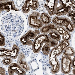 Invitrogen FAM151A Polyclonal Antibody 100 &mu;L | Buy Online | Invitrogen&trade; | Fisher Scientific