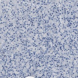 Invitrogen FAM151A Polyclonal Antibody 100 &mu;L | Buy Online | Invitrogen&trade; | Fisher Scientific