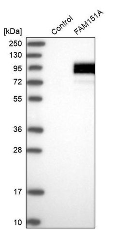 Invitrogen FAM151A Polyclonal Antibody 100 &mu;L | Buy Online | Invitrogen&trade; | Fisher Scientific