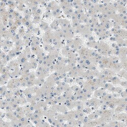 Invitrogen PTPN23 Polyclonal Antibody 100 &mu;L; Unconjugated:Antibodies,