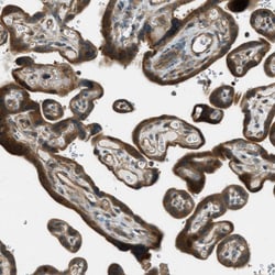 Invitrogen PTPN23 Polyclonal Antibody 100 &mu;L; Unconjugated:Antibodies,