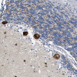 Invitrogen PTDSS1 Polyclonal Antibody 100 &mu;L; Unconjugated:Antibodies,