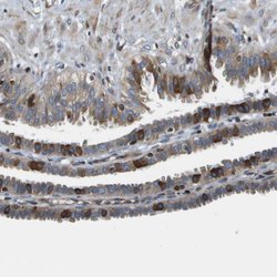 Invitrogen FAM62A Polyclonal Antibody 100 &mu;L; Unconjugated:Antibodies,