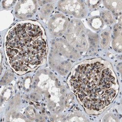 Invitrogen FAM62A Polyclonal Antibody 100 &mu;L; Unconjugated:Antibodies,