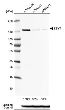Invitrogen FAM62A Polyclonal Antibody 100 &mu;L; Unconjugated:Antibodies,
