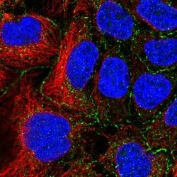 Invitrogen SLC16A10 Polyclonal Antibody 100 &mu;L; Unconjugated:Antibodies,