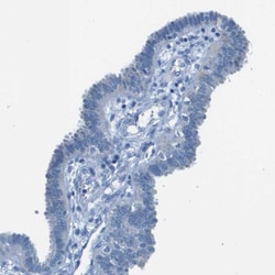 Invitrogen SLC16A10 Polyclonal Antibody 100 &mu;L; Unconjugated:Antibodies,