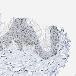 Invitrogen PITHD1 Polyclonal Antibody 100 &mu;L; Unconjugated:Antibodies,