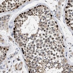 PAXIP1 Rabbit anti-Human, Polyclonal, Invitrogen 100 &mu;L; Unconjugated:Antibodies,