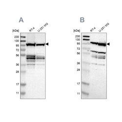 Invitrogen DAP5 Polyclonal Antibody 100 &mu;L; Unconjugated:Antibodies,
