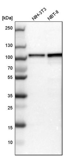 Invitrogen DAP5 Polyclonal Antibody 100 &mu;L; Unconjugated:Antibodies,