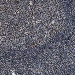 Invitrogen ISY1 Polyclonal Antibody 100 &mu;L; Unconjugated:Antibodies,