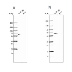 Invitrogen P4HA2 Polyclonal Antibody 100 &mu;L; Unconjugated:Antibodies,